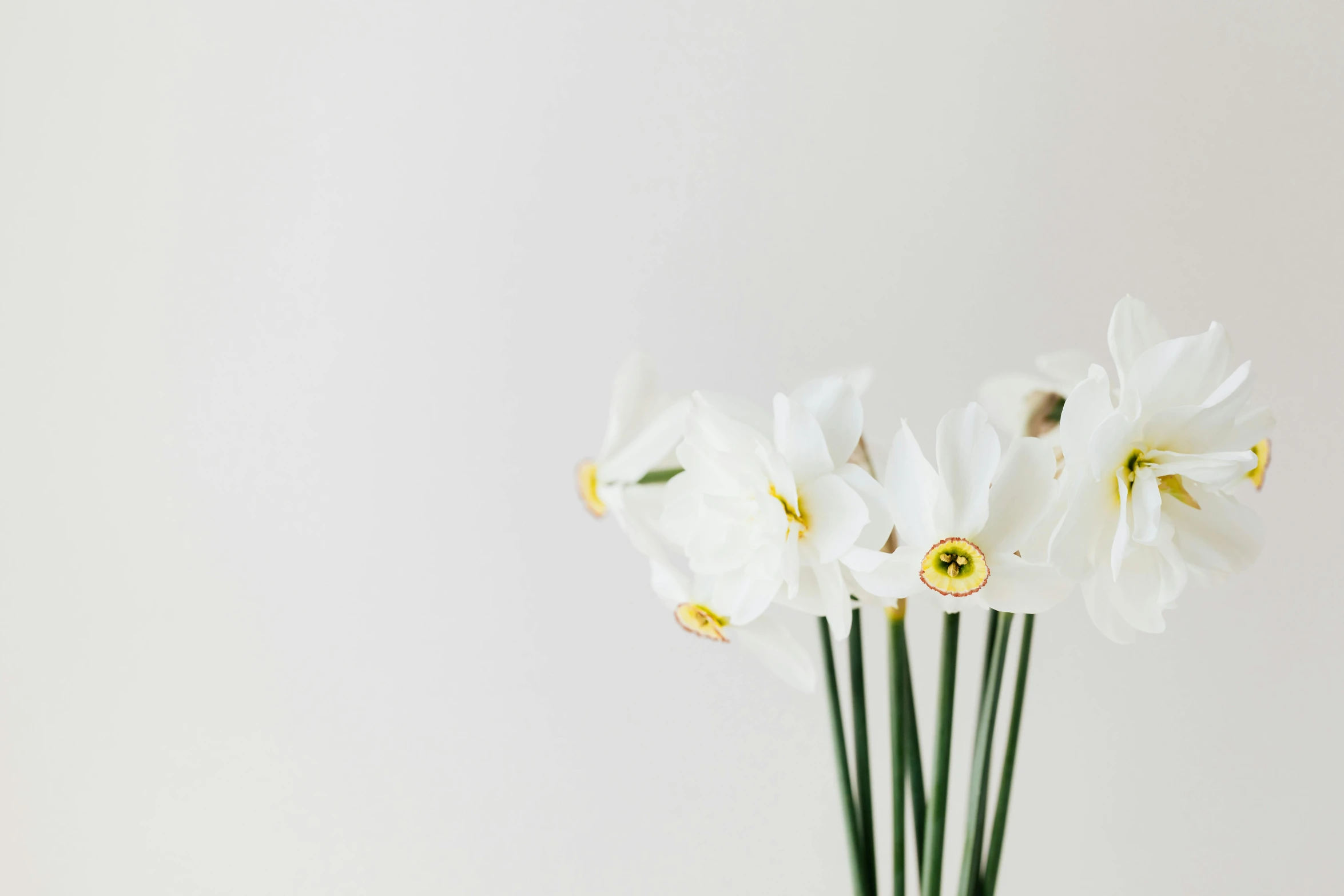 a vase filled with white flowers on top of a table, by Carey Morris, trending on unsplash, minimalism, daffodils, set against a white background, background image, multiple stories