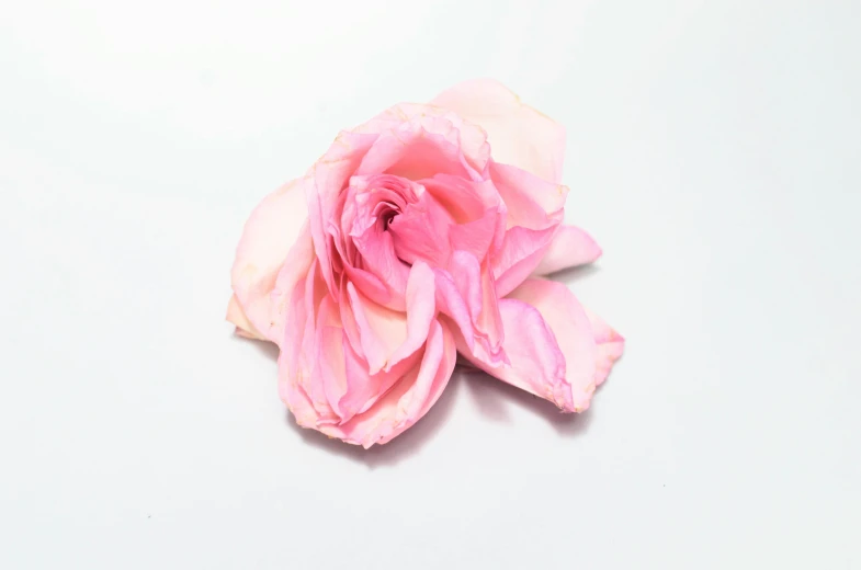 a close up of a pink flower on a white surface, flattened, rosen zulu, single body, front facing