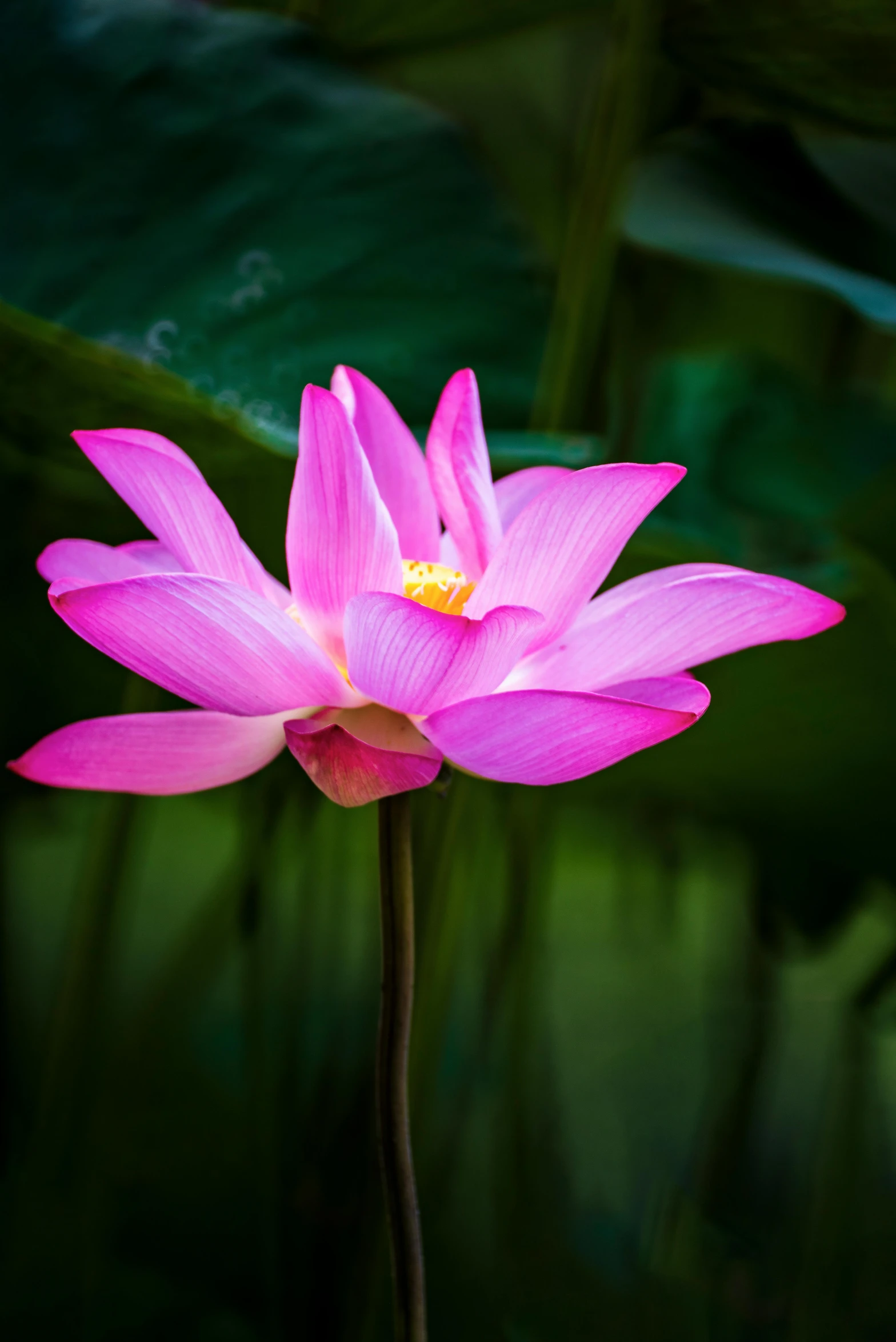 a pink flower with green leaves in the background, by Reuben Tam, unsplash, renaissance, lily pad, vietnam, dramatic”, upright