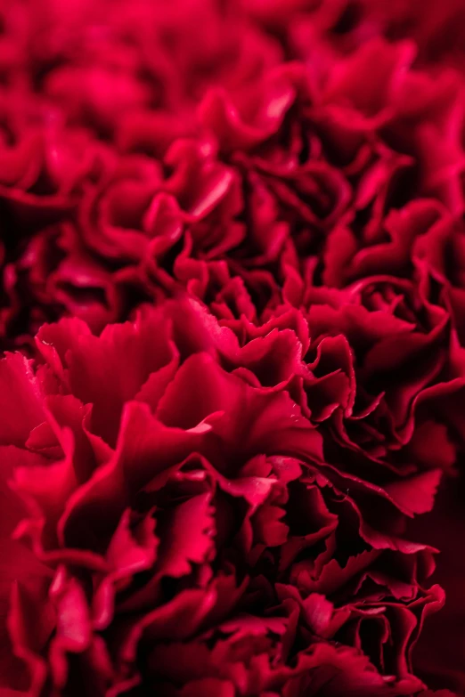 a close up of a bunch of red carnations, inspired by Li Di, arabesque, award - winning crisp details, rose petals, carefully crafted, zoomed in
