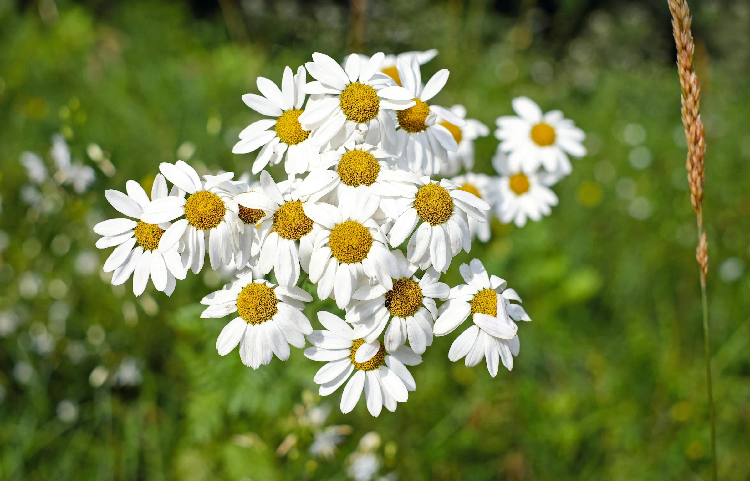 a bunch of white flowers sitting on top of a lush green field, chamomile, bartlomiej gawel, ready to eat, comforting and familiar