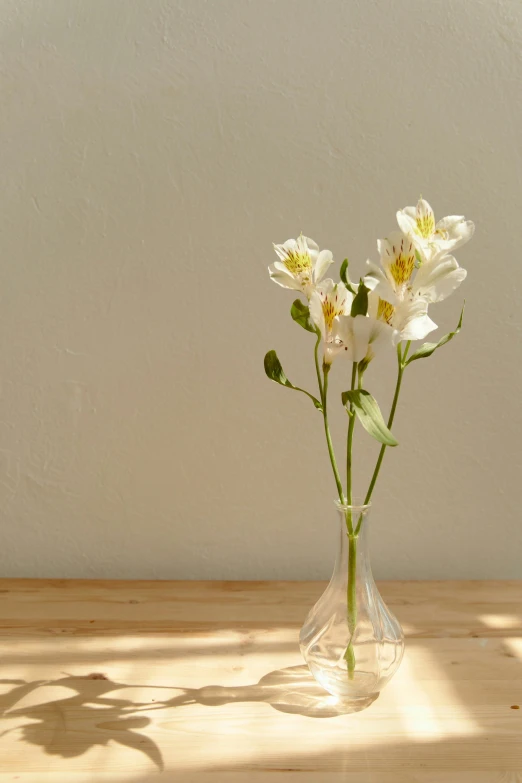 a vase filled with white flowers sitting on top of a wooden table, a still life, unsplash, photorealism, full sun, botanical herbarium paper, on simple background, made of lab tissue