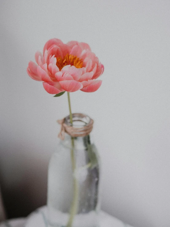 a pink flower in a glass vase on a table, unsplash, minimalism, bottle, instagram picture, close up photograph, photograph ”