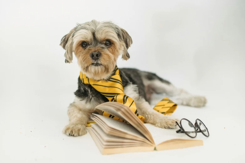 a dog that is laying down with a book, a portrait, unsplash, academic art, yellow and black, magic school uniform, yorkshire terrier, wearing a shirt with a tie