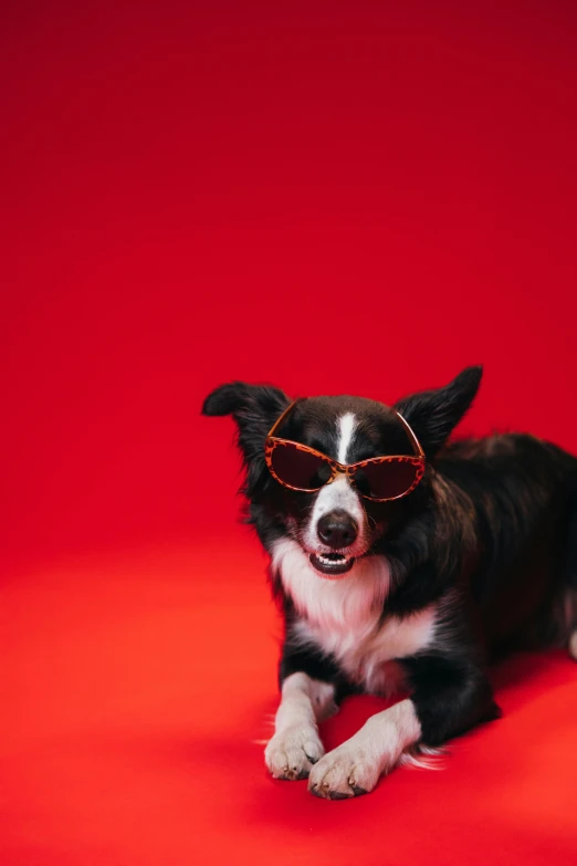 a black and white dog wearing sunglasses on a red background, pexels contest winner, corgi, mixed animal, reddish, 7