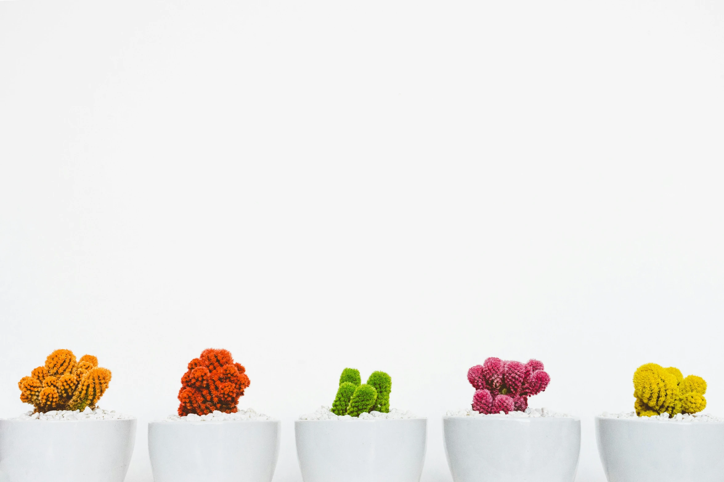 a row of potted plants sitting on top of a table, by Nicolette Macnamara, trending on unsplash, minimalism, coxcomb, humanoids overgrown with flowers, hyperdetailed colourful, white backdrop