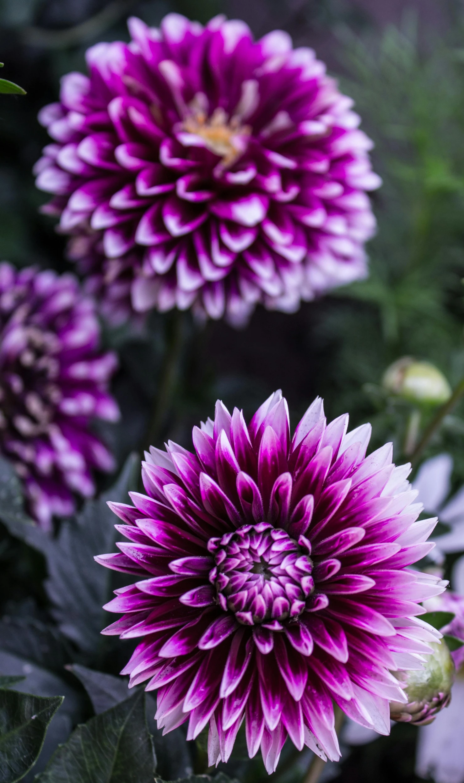 a close up of a bunch of purple flowers, taken with sony a7r camera, chrysanthemum eos-1d, multicoloured, no cropping