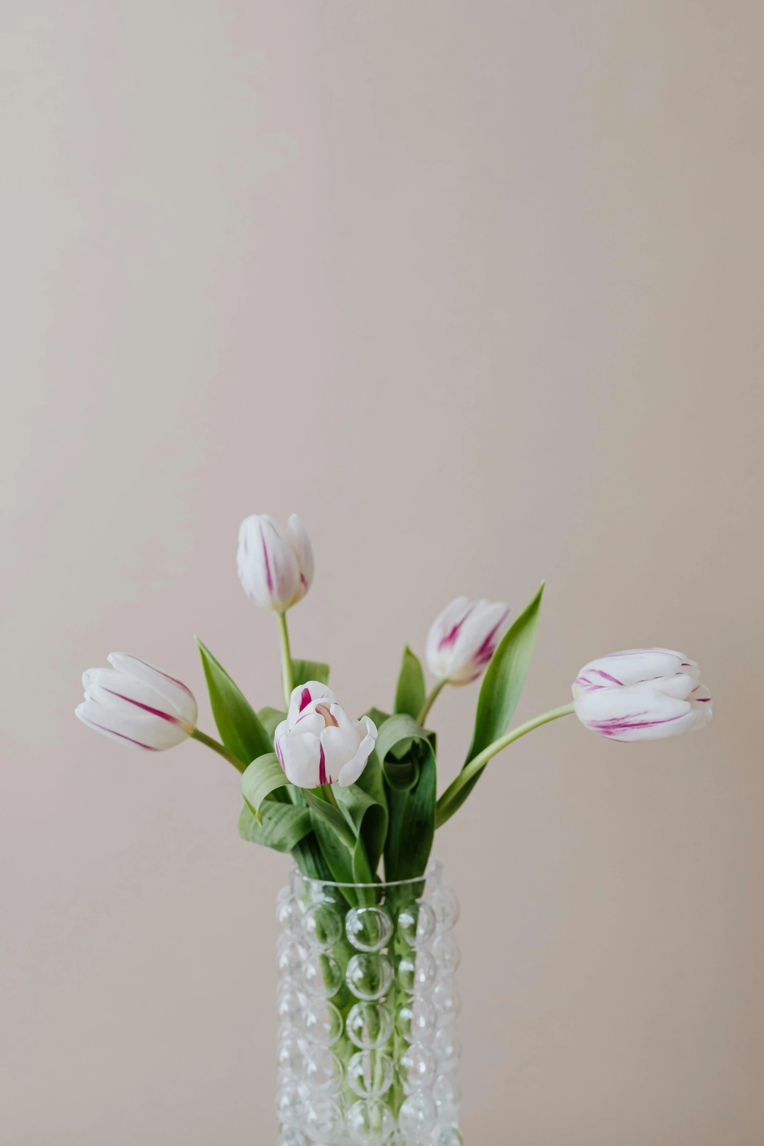 a vase filled with pink tulips sitting on a table, a still life, unsplash, plain background, gleaming white, delicate patterned, semi-transparent