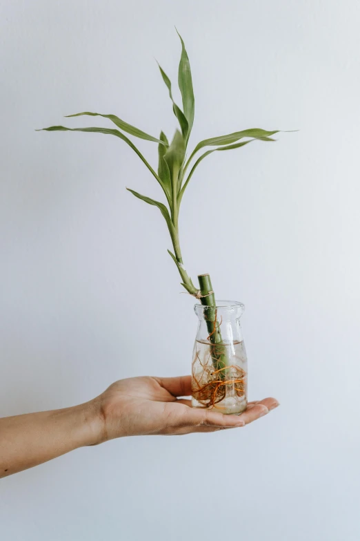 a person holding a plant in a glass vase, inspired by Kanō Tan'yū, unsplash, made of bamboo, made of glazed, vanilla, view from the side