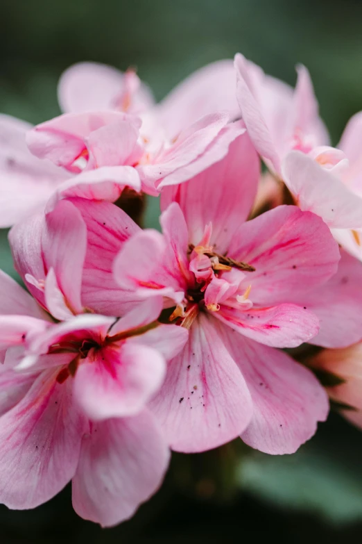 a close up of a bunch of pink flowers, a macro photograph, by Elsie Few, unsplash, renaissance, almond blossom, full frame image, madagascar, no cropping