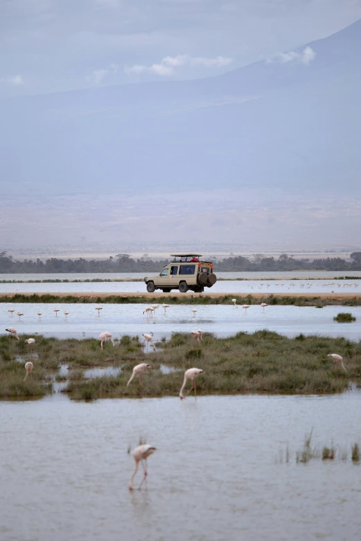 a truck that is sitting in the water, hurufiyya, vast expansive landscape, flamingoes, jeep in background, colour photo