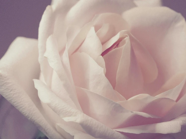 a close up of a pink rose in a vase, muted colours, white hue, purple - tinted, soft smooth skin