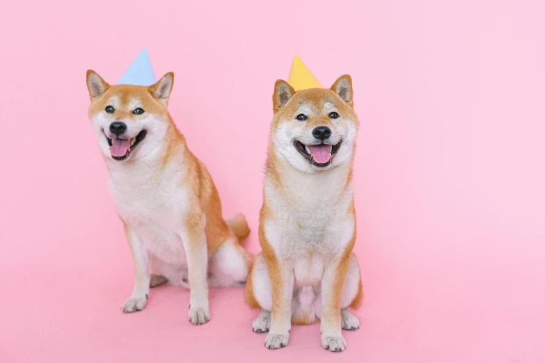 two dogs wearing party hats on a pink background, trending on unsplash, shiba inu, background image, nishimiya shouko, acnh