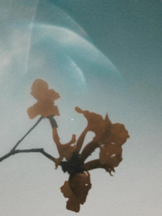 a close up of a flower in a vase, a polaroid photo, inspired by Kim Keever, unsplash, surrealism, sky whales, /r/earthporn, octane render. by makoto shinkai, lo fi