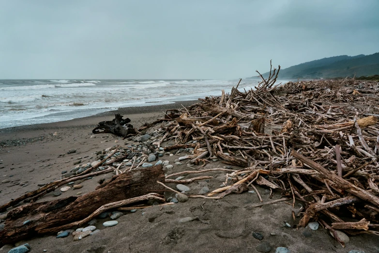 a pile of sticks sitting on top of a sandy beach, unsplash contest winner, stormy overcast, landslides, kahikatea, thumbnail