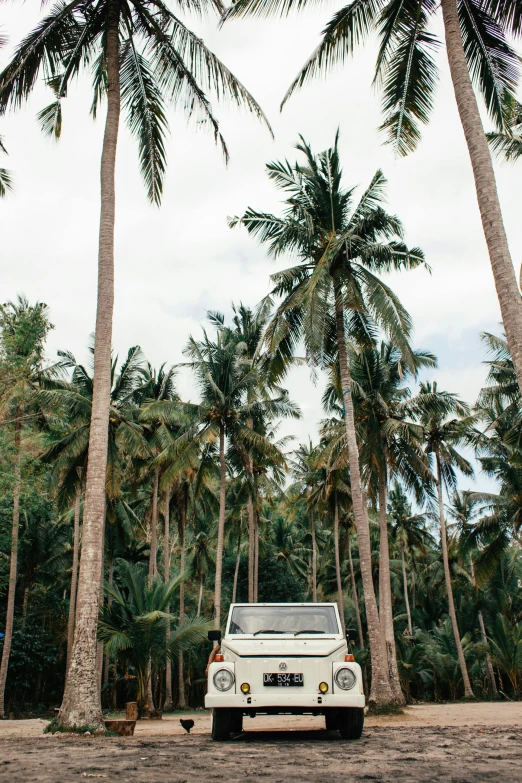 a car parked in front of a row of palm trees, by Jessie Algie, unsplash, lush forests, kombi, coconuts, with a tall tree