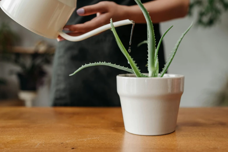 a person pouring water on a potted plant, inspired by Ceferí Olivé, trending on pexels, porcelain organic, on a wooden desk, sharp tip, white clay