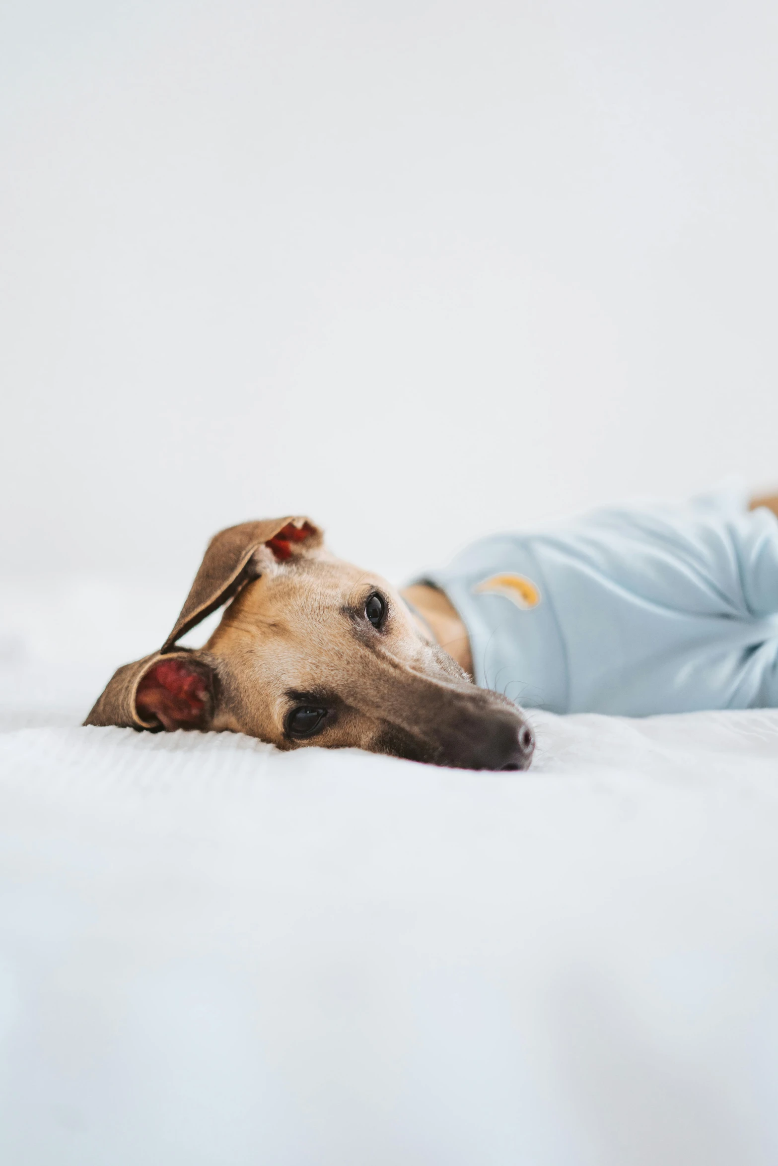 a dog laying on top of a bed next to a baby, inspired by Elke Vogelsang, trending on pexels, wearing a light blue shirt, looking tired, gif, full frame image