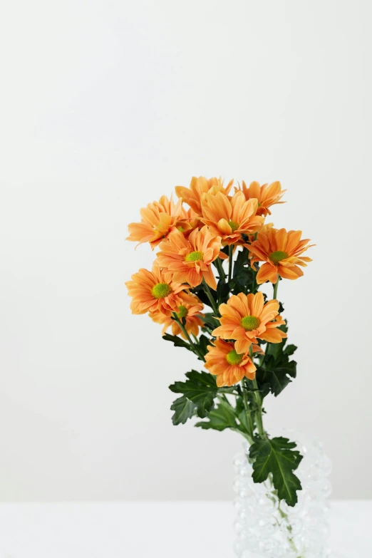 a vase filled with orange flowers sitting on a table, on clear background, chrysanthemum, full product shot, zoomed in