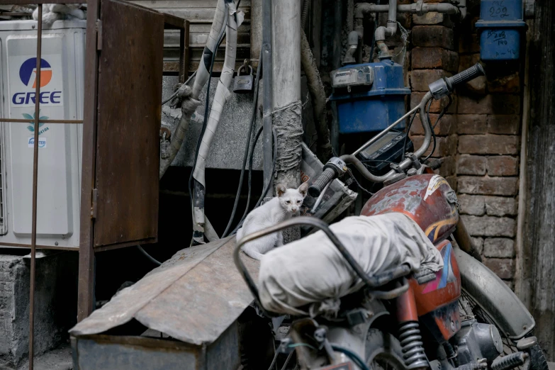 a cat sitting on the back of a motorcycle, pexels contest winner, auto-destructive art, collapsed buildings, wires hanging down everywhere, still from a terence malik film, white helmet