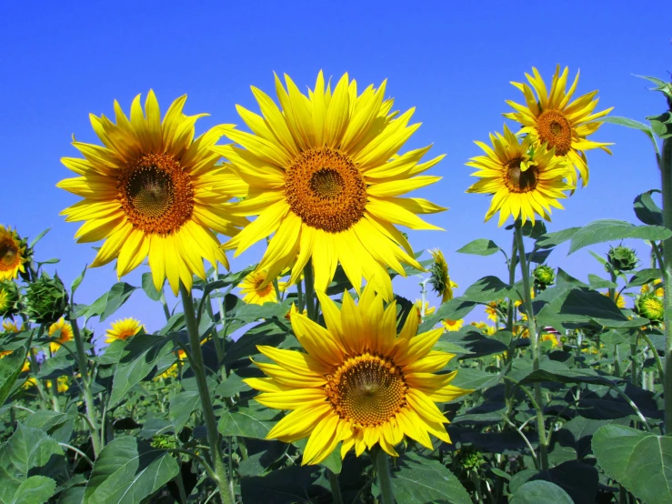 a field of sunflowers with a blue sky in the background, pexels, australian, slide show, various posed, photo illustration