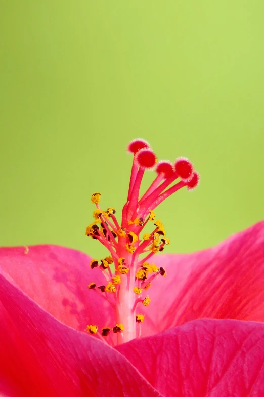 a close up of a pink flower with a green background, a macro photograph, shutterstock contest winner, vibrant red hibiscus, worm\'s eye view, stems, highly_detailded