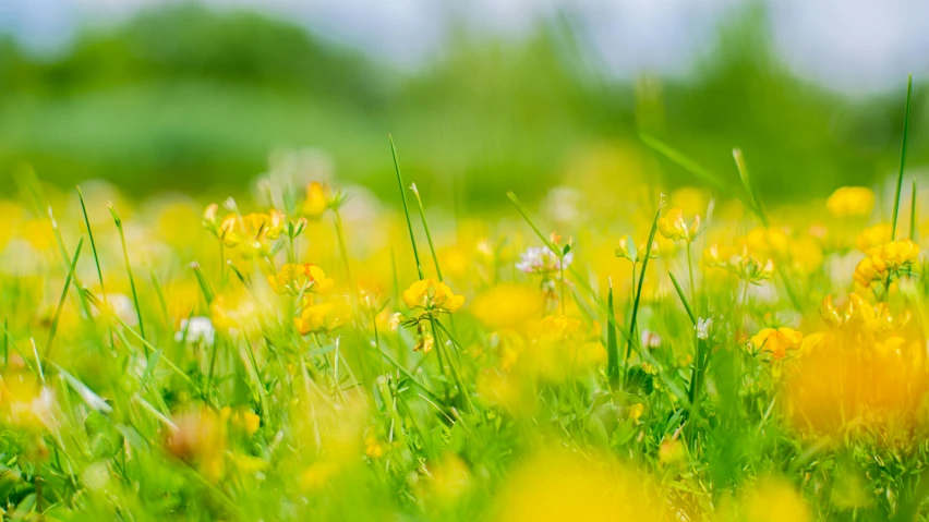 a field full of yellow and white flowers, pexels, minimalism, bokeh dof, green, shot on sony a 7 iii, grassland