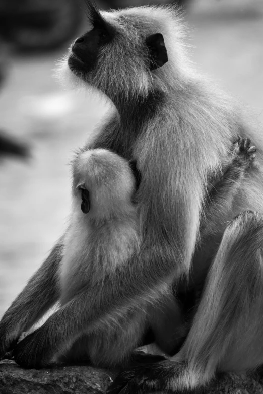 a couple of monkeys sitting on top of a rock, a black and white photo, by Sudip Roy, dada, tenderness, mother, soft colors mono chromatic, monkey limbs