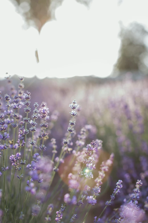 a field filled with lots of purple flowers, trending on unsplash, soft warm light, grey, hanging, sage