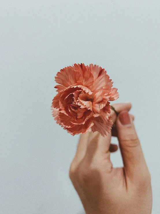 a person holding a flower in their hand, by Carey Morris, trending on unsplash, made of silk paper, carnation, high quality photo, beautiful singularities