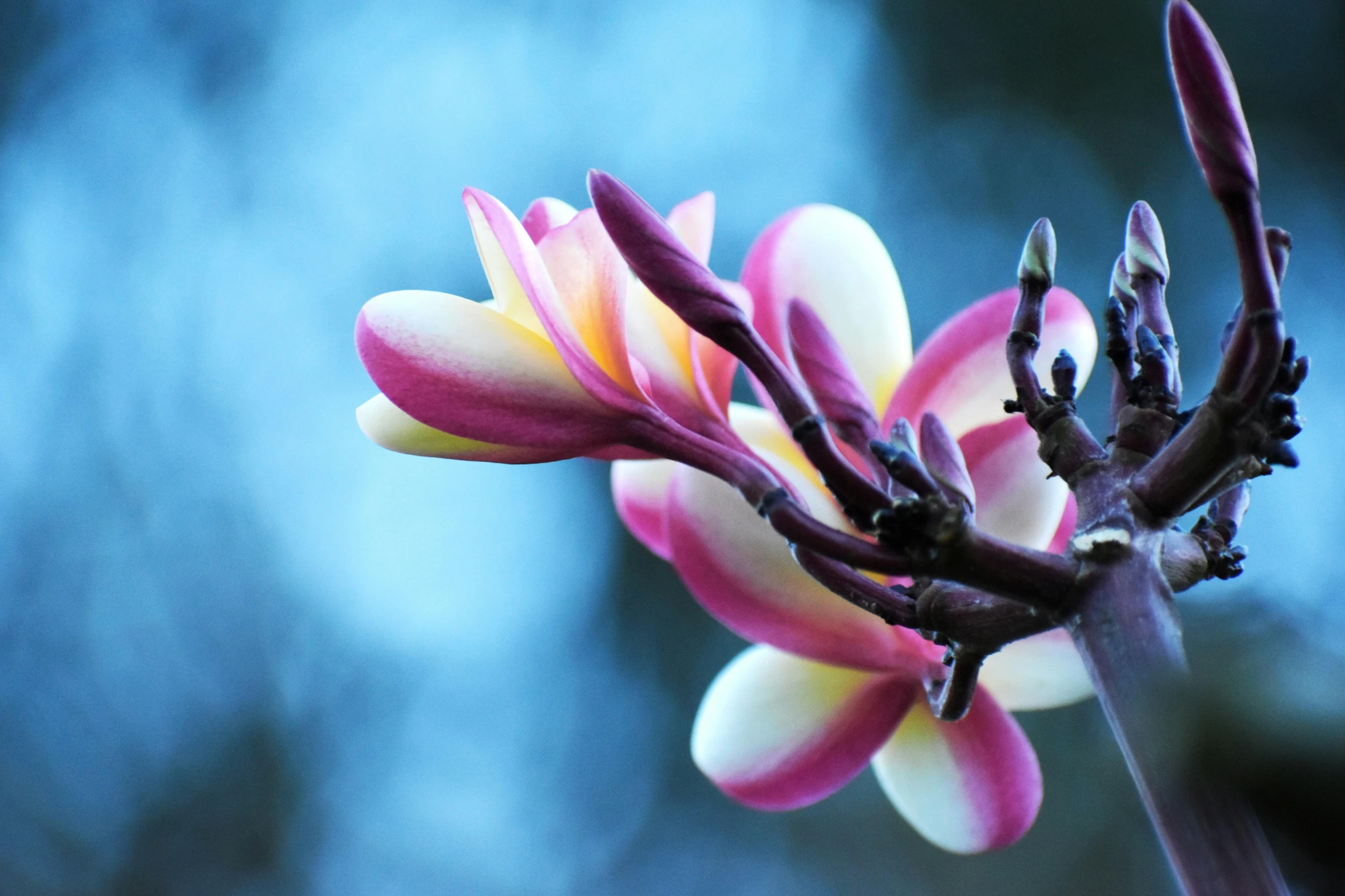 a close up of a flower on a branch, by Julian Allen, unsplash, hurufiyya, plumeria, mystical kew gardens, flowering buds, winter vibrancy