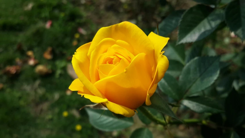 a close up of a yellow rose with green leaves, pexels, instagram picture, various posed, single, celebration