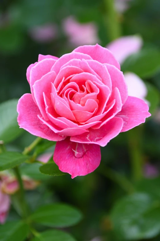 a close up of a pink rose with green leaves, lush surroundings, hot pink, highly polished, salvia