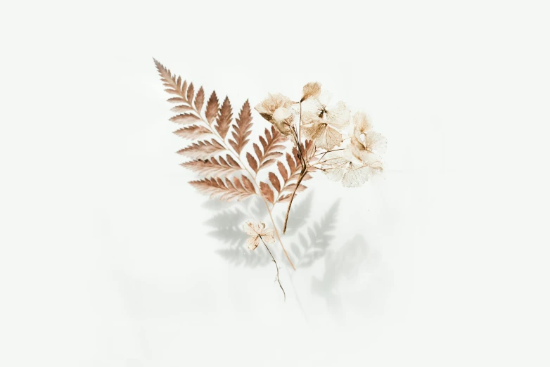 a close up of a plant on a white surface, by Emma Andijewska, trending on pexels, romanticism, dried fern, an isolated hydrangea plant, made of leaf skeletons, glossy white metal