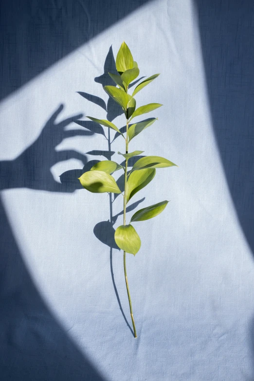 a close up of a person's hand holding a plant, a surrealist sculpture, inspired by Robert Mapplethorpe, trending on unsplash, shadow gradient, pale blue backlight, long cast shadows, ( ( photograph ) )