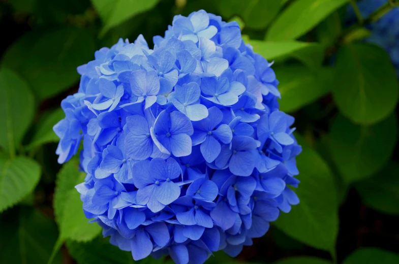 a close up of a blue flower with green leaves, deity of hydrangeas, bursting with blue light, puffy, no cropping