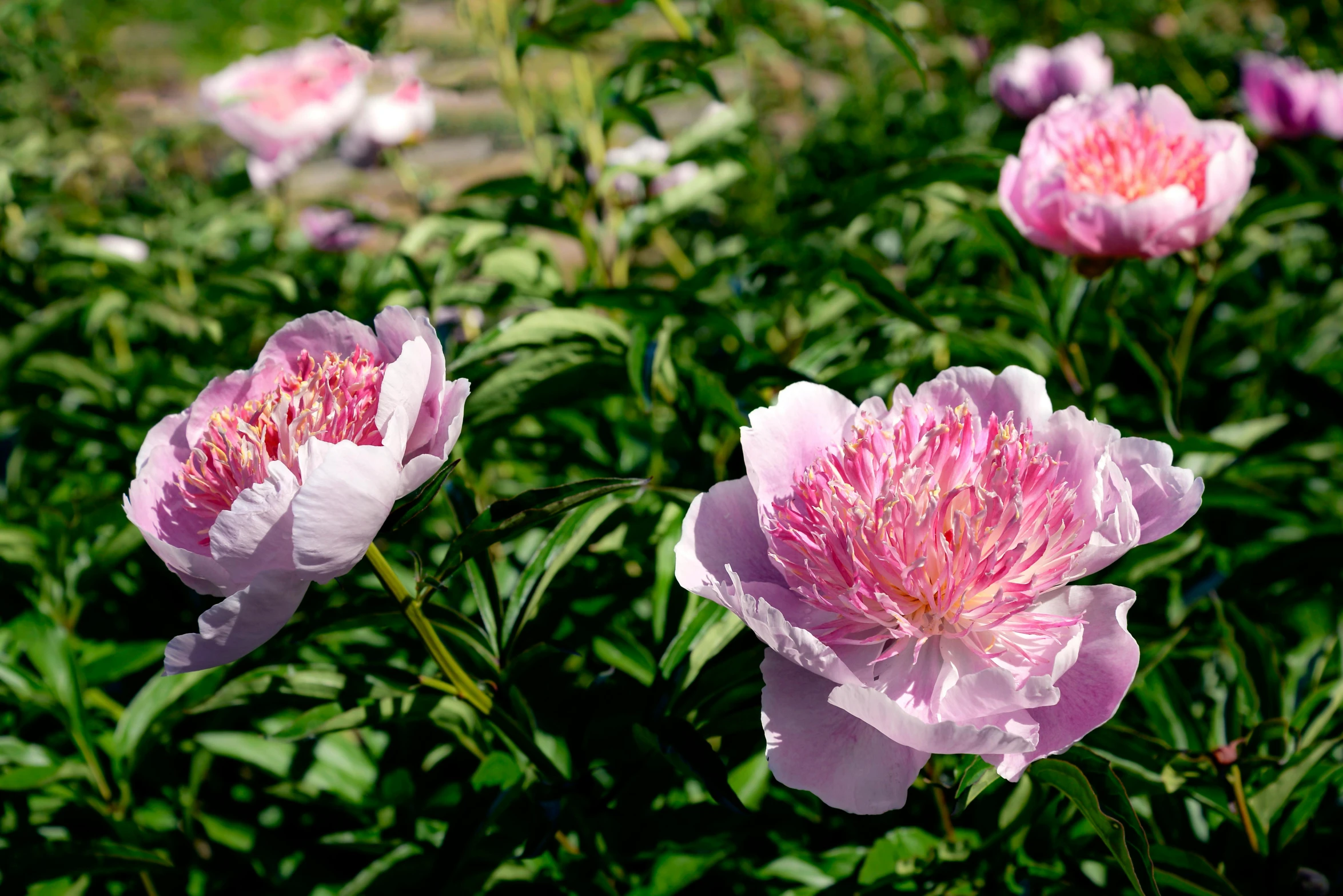 a group of pink flowers sitting on top of a lush green field, inspired by Hasegawa Tōhaku, unsplash, baroque, peony flower, grey, exterior shot, glazed