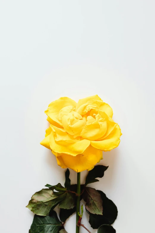 a single yellow rose on a white background, inspired by Germán Londoño, trending on unsplash, full body shot close up, celebration, pick wu, colors: yellow