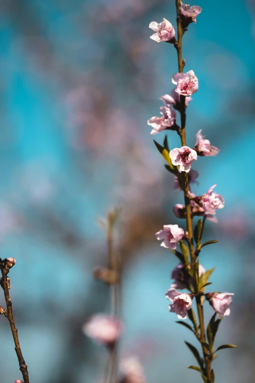 a small bird sitting on top of a tree branch, by Niko Henrichon, unsplash, romanticism, almond blossom, blue and pink, full frame image, today\'s featured photograph 4k