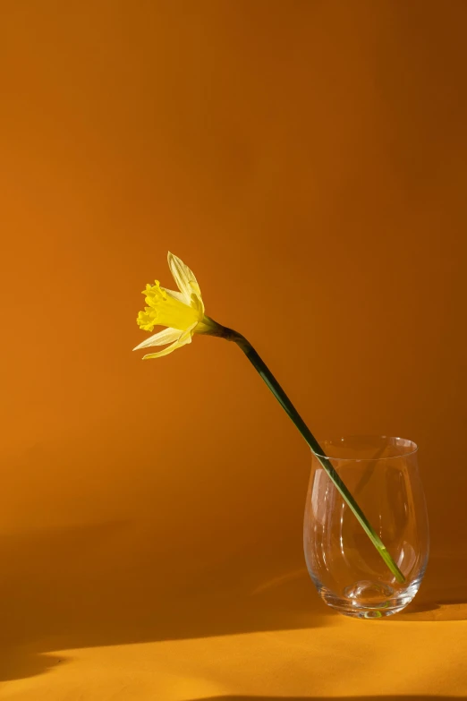 a single yellow flower in a glass vase, a still life, pexels, minimalism, orange yellow ethereal, pointè pose, various posed, early spring