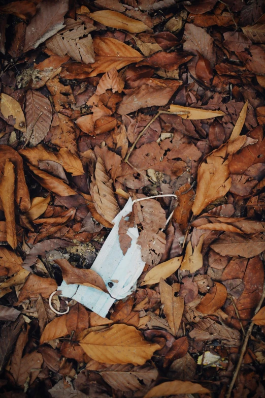a piece of paper sitting on top of a pile of leaves, an album cover, by Elsa Bleda, unsplash, environmental art, bags on ground, ignant, worn clothes, bark for skin