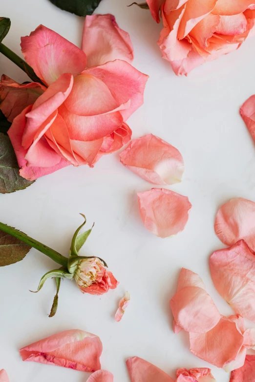 a couple of pink roses sitting on top of a white table, falling petals, botanicals, no cropping, romantic lead