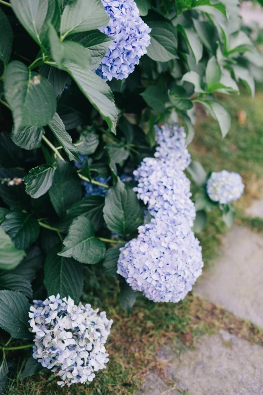 a bush full of blue flowers next to a sidewalk, unsplash, hydrangea, low detail, 2 5 mm portra, ((blue))