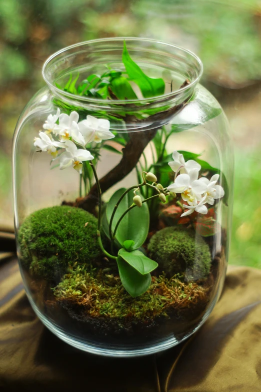 a glass jar with some plants inside of it, cg society contest winner, renaissance, white orchids, placed in a lush forest, mini, lightweight