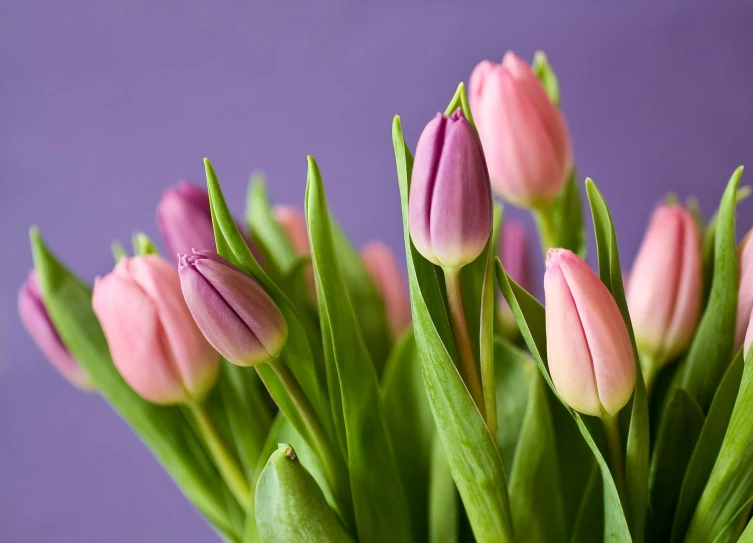 a vase filled with pink tulips on top of a table, light purple, up-close, highly polished, multicoloured