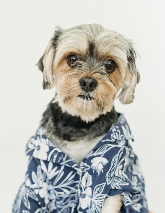 a small dog wearing a blue and white shirt, trending on unsplash, tiki, frown fashion model, robes, corduroy