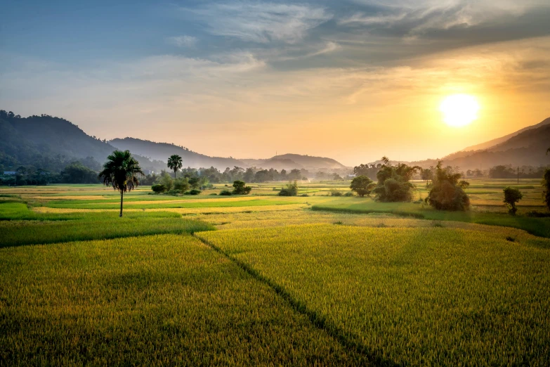 a green field with trees and mountains in the background, pexels contest winner, sumatraism, setting sun, cambodia, rice, an intricate