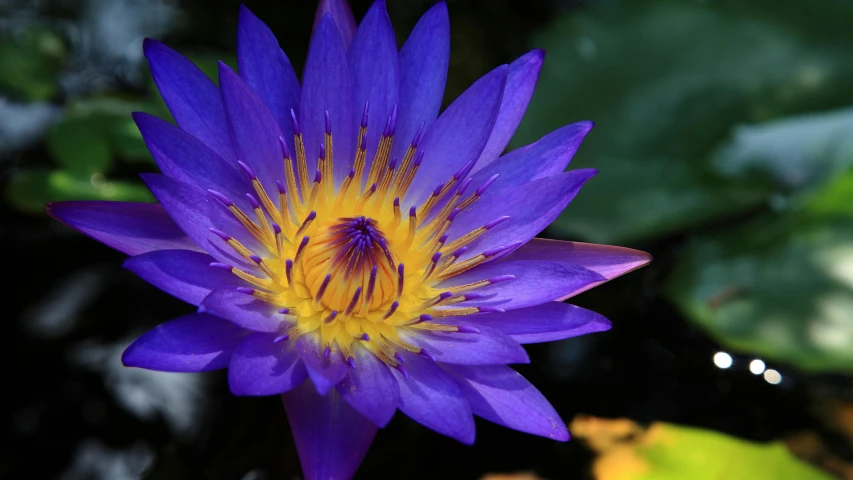 a bee sitting on top of a purple flower, water lilies, ultramarine blue and gold, as photograph