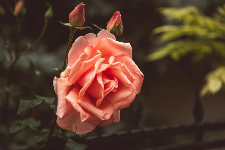 a close up of a flower on a plant, an album cover, inspired by Elsa Bleda, pexels contest winner, crown of mechanical peach roses, paul barson, early morning mood, pink and orange
