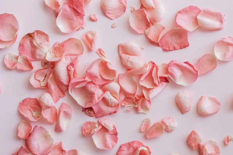 pink rose petals scattered on a white surface, by Lucette Barker, trending on pexels, light pink background, ((pink)), rosy cheeks, botanical